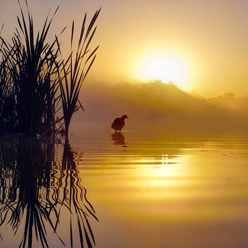 daisynook countrypark crimelake failsworth manchester uk oldham coot fulicaatra waterbird sunrise dawn reflection grass mist trees plumage black silhouette iridescent hollinwoodcanal ethereal