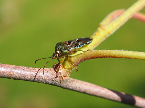 Parent Bug - Elasmucha grisea | by Fred's Uncle