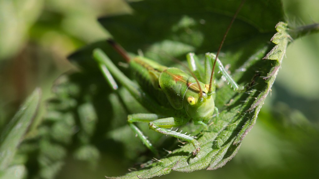 Saber grasshopper.  (Sabelsprinkhaan)