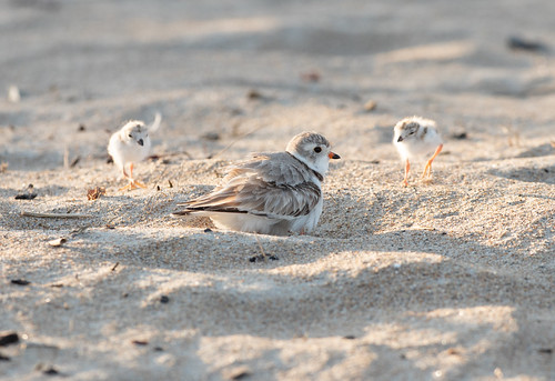 Piping Plover mother and three chicks