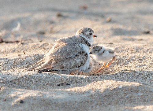 Piping Plover mother and three chicks