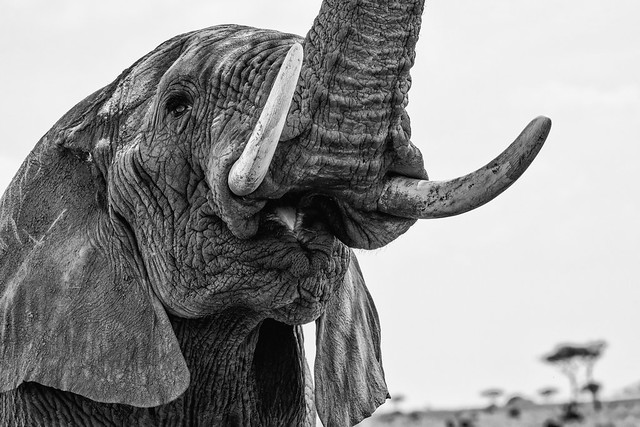 KENYA: EYE OF THE ELEPHANT
