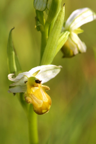 Bee Orchid  Ophrys apifera var. flavescens