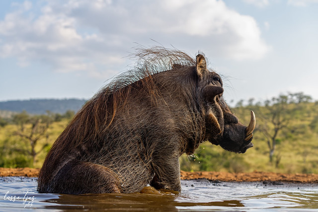 Warthog, it is so nice to take a bath at the water hole, Umgodi overnight hide in Zimanga