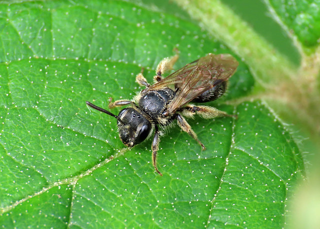 Impunctate Mini-miner - Andrena cf. subopaca