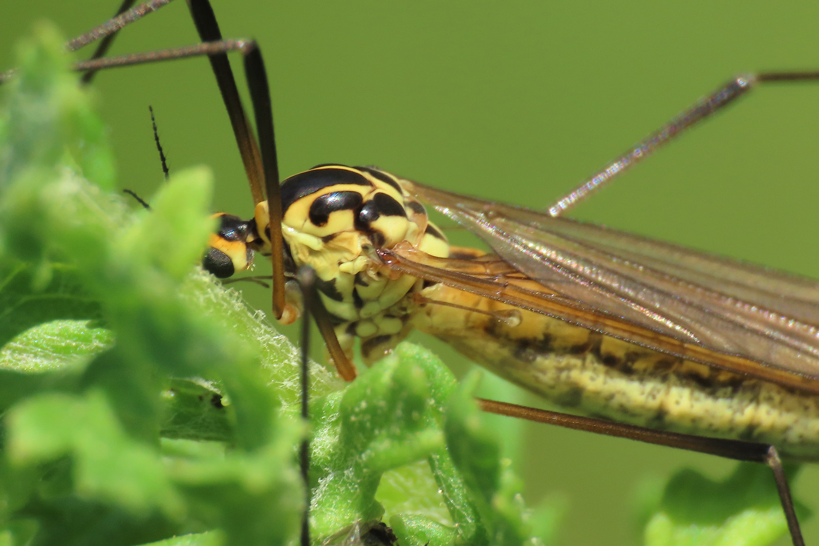 Tiger Cranefly - Nephrotoma flavescens