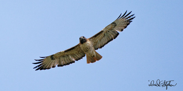 Red-tail Hawk Flies Over