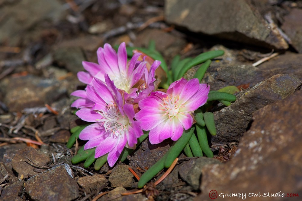 Lewisia rediviva BitterRoot in Washington Cascade | Taken ea… | Flickr