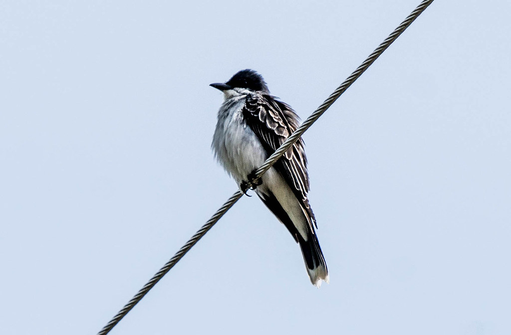 Eastern Kingbird (1 of 1)