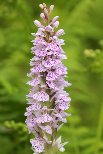 Heath Spotted Orchid Dactylorhiza maculata