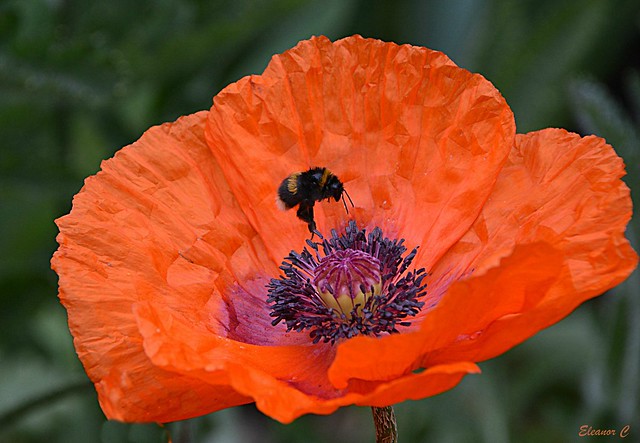 Little Bee in a Big Poppy