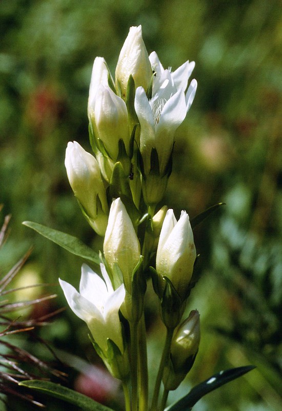 t9401003F | Enzian (Gentianella spec.) in den Kalkkögeln. Stubaier Alpen, 10.07.1994