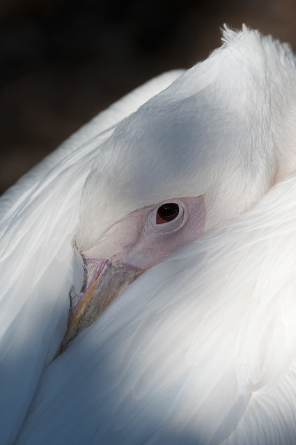 Pelecanus onocrotalus - Great White Pelican