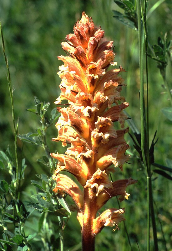 t9702022F | Gelbe Sommerwurz (Orobanche lutea). Liechtenstein, 29.05.1997