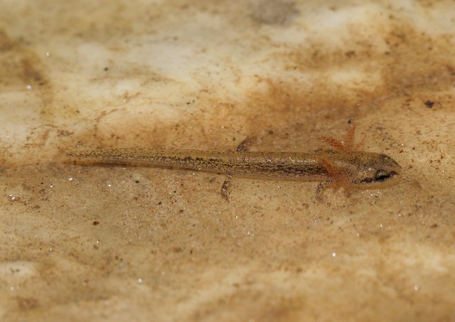 Four-Toed Salamander - Hemidactylium scutatum