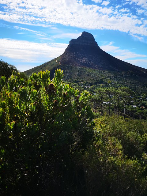 Table Mountain | Lion's Head