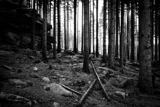Hiking through Harz massif, with its impressive bruce and mixed forest