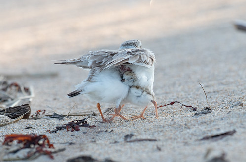 Piping Plover adult with chicks