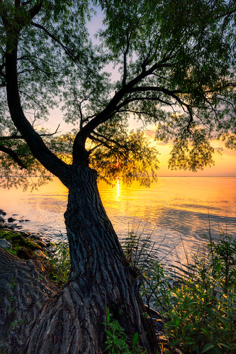 sunset nature tree lake water sun wisconsin midwest vertical canoneos5dmarkiii canonef1635mmf4lis