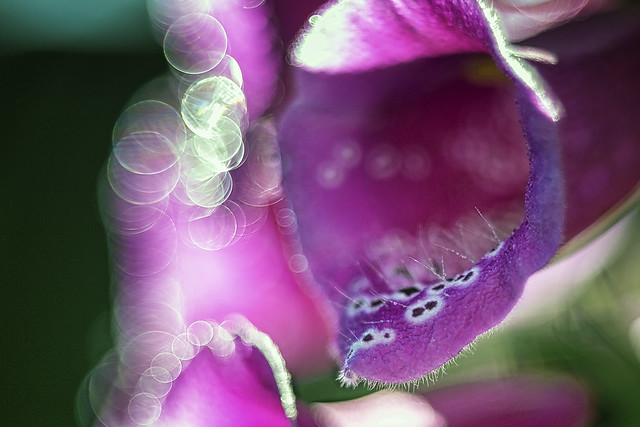 Foxglove Flower Digitalis Purpurea