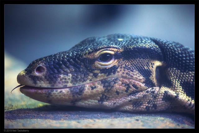 monitor lizard