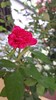 গোলাপ। Red Rose! by nhmahfuz