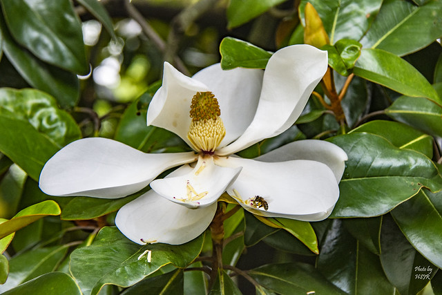 White Magnolia 091019 - 4
