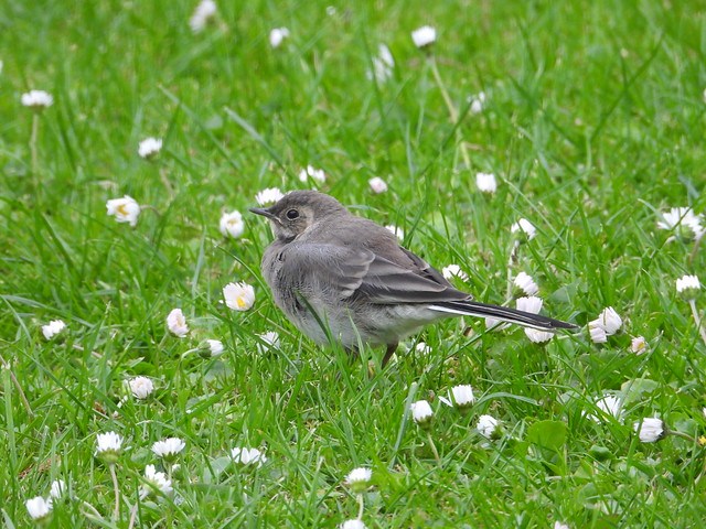 Juv Pied Wagtail in the flowers
