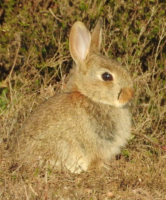 Young Wild Rabbit, looking cute.