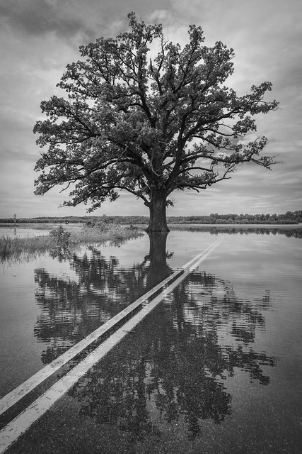 Burr Oak Floodwaters Monochrome