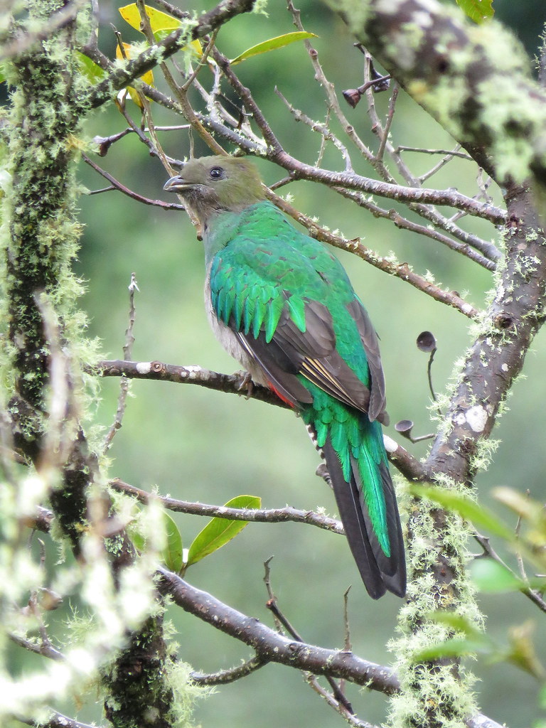Estos quetzales mesoamericanos te quitan la respiración cuando les ves. No hay SD en el mundo con suficiente capacidad para registrar toda su exuberancia y belleza.