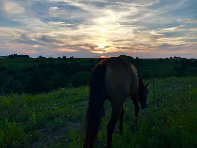 Horse grazing with a sunset