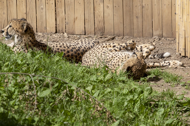 Smithsonian National Zoo 21 May 2019  (1290) Cheetah