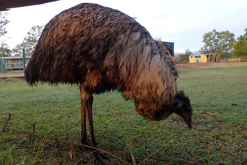 Emu Gully Emu