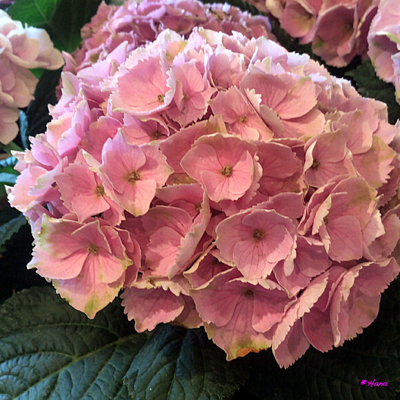 西安 紫陽花の花言葉は 移り気 浮気 辛抱強い愛情 あなたは美しいが冷淡だ あなたは冷たい だそうです Flickr