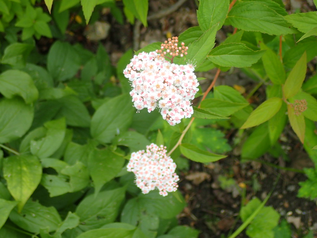 Spiraea hayatana