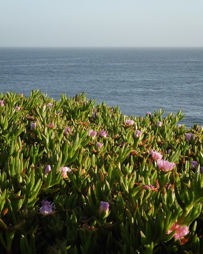 california nature coastalliving westcoast santacruz seascape