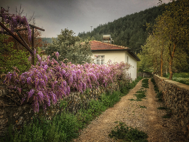 A path lined with wisteria
