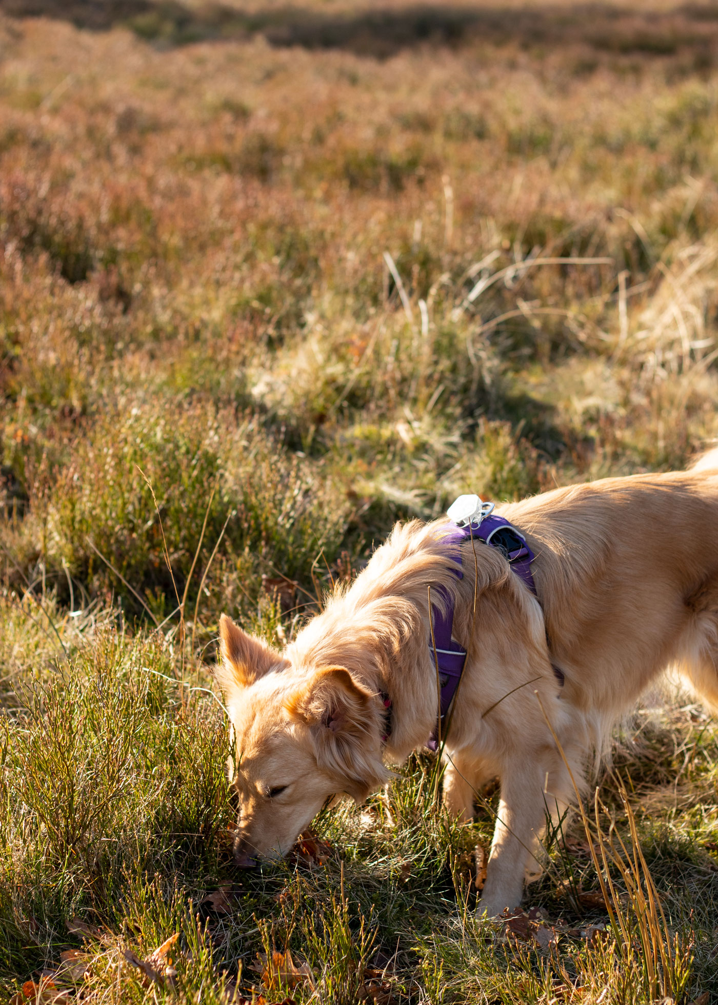 Peak-District-Walks-with-Dogs