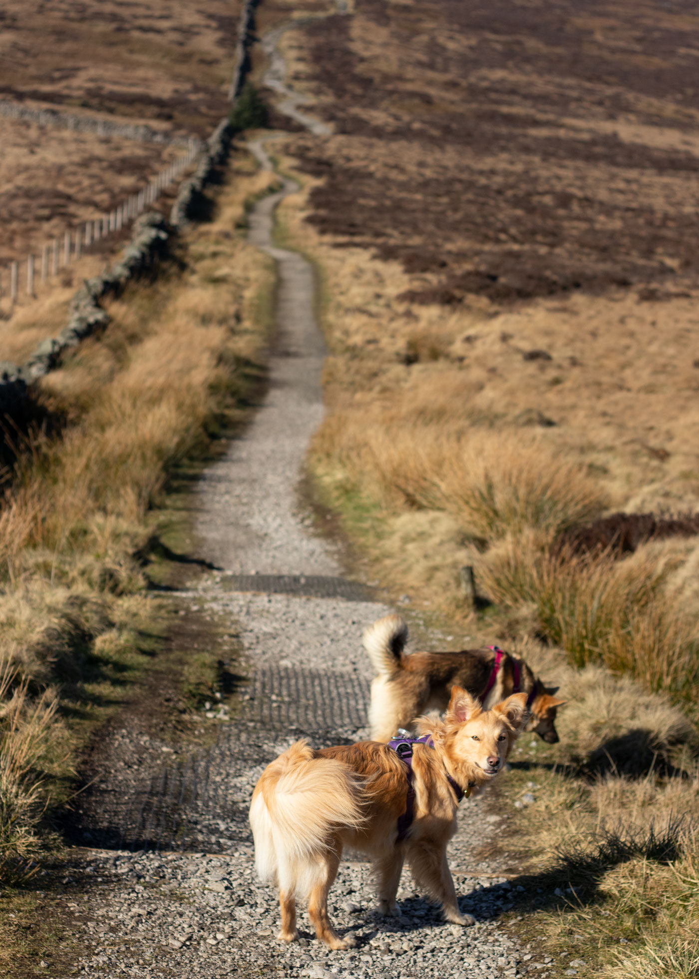 The-best-dog-walks-in-the-Peak-District