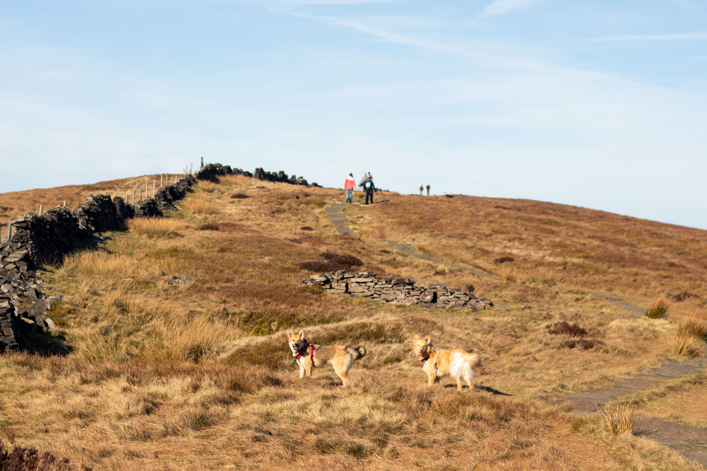 Errwater-Hall-Peak-District-Walk-with-Dogs