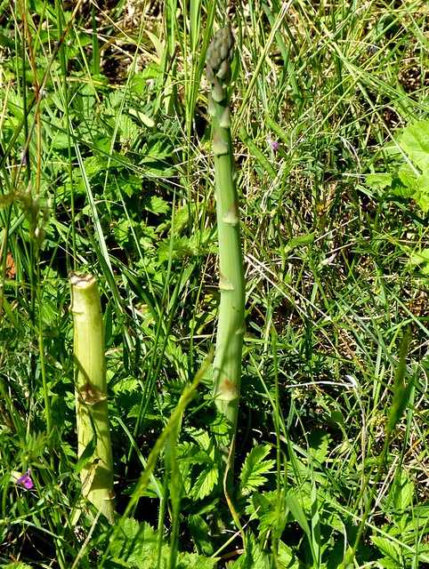 wild asparagus