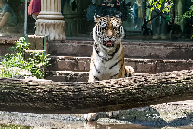 Siberian tiger, Zoo Amersfoort  Netherlands