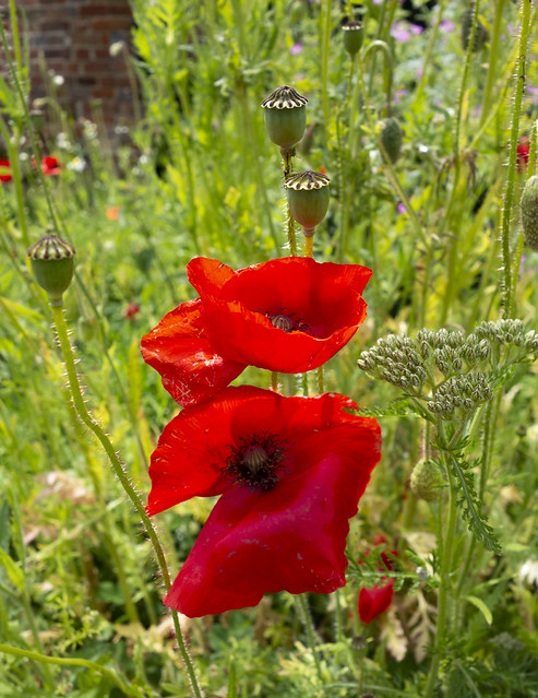 Poppies, Priory Gardens