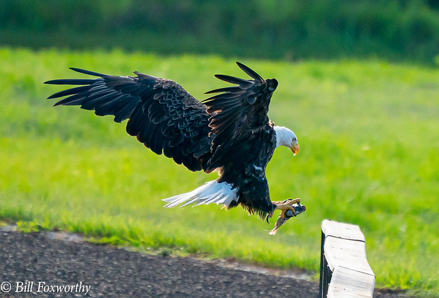 SONY-ILCE-A9, Bald Eagle,  DSC04641 , 1-3200 , f-8, ISO 2500, 100-400@560mm