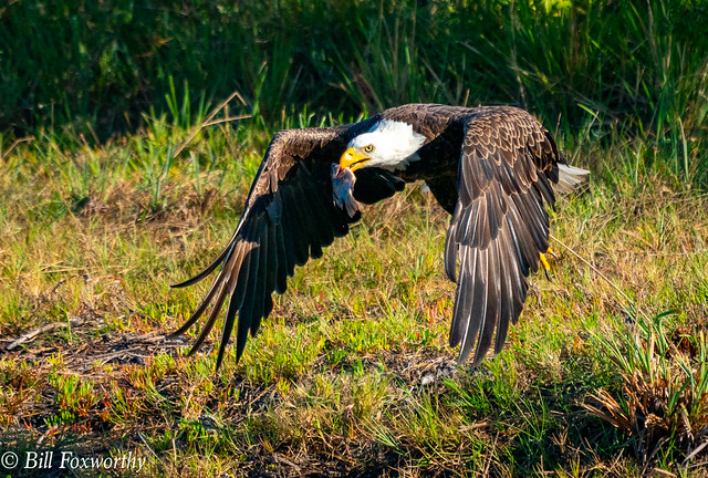 SONY-ILCE-A9, Bald eagle,  DSC05293 , 1-5000 , f-8, ISO 1250, 100-400@560mm