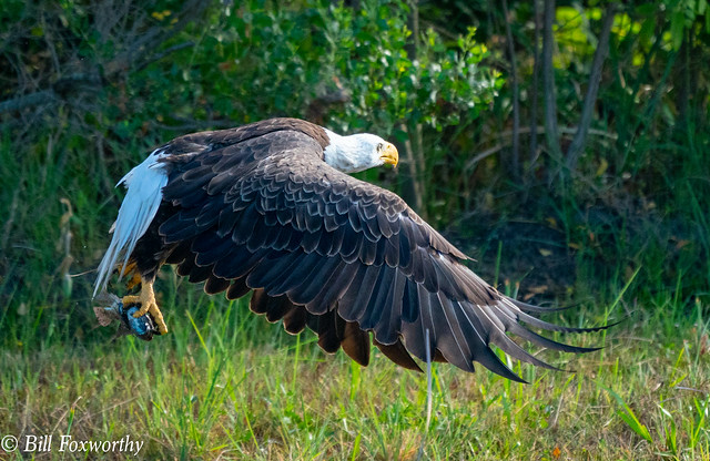 SONY-ILCE-A9, Bald Eagle,  DSC04596 , 1-2000 , f-8, ISO 2500, 100-400@560mm