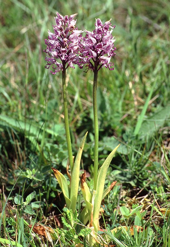 t9701014F | Affen-Knabenkraut (Orchis simia), im Kaiserstuhl. Kaiserstuhl, 08.05.1997