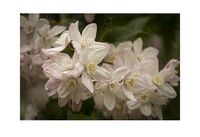 Sezincote Gardens: Blosson