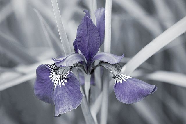 Siberian Iris (selective color)